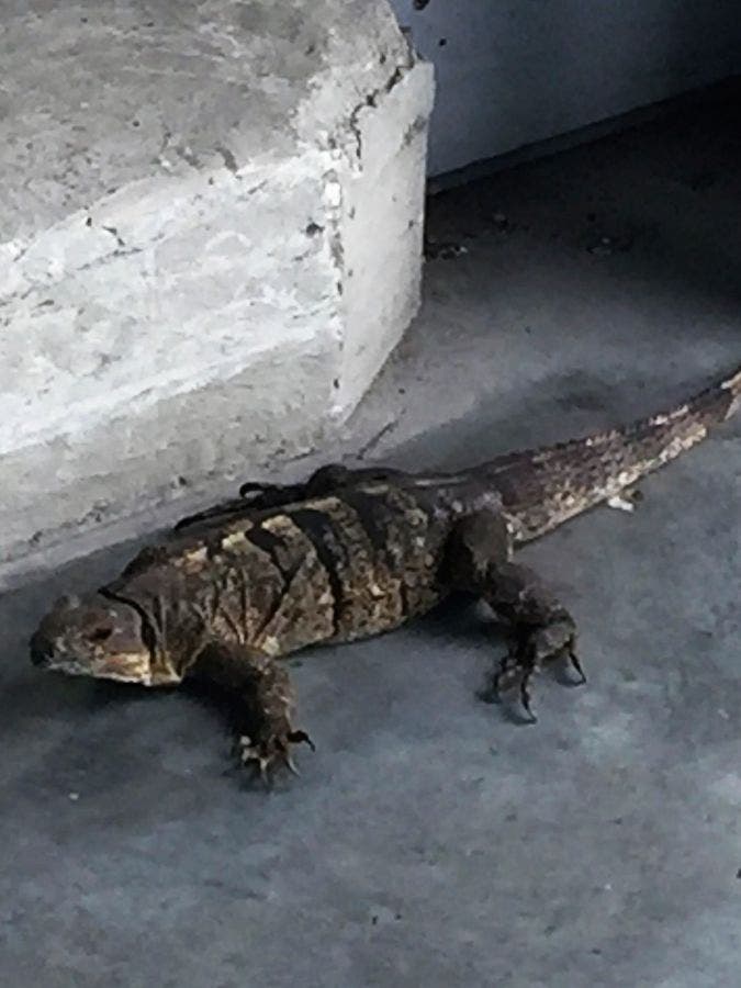 Pregnant Lizard Goes Nesting At Miami Walmart Palmetto Bay FL Patch