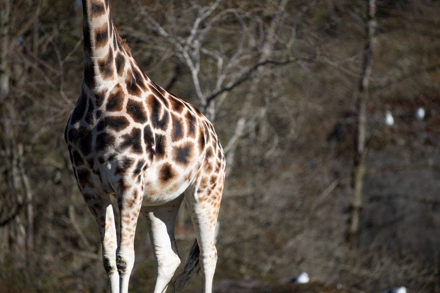 Olivia, Woodland Park Zoo's giraffe mom, who's gone into labor. 