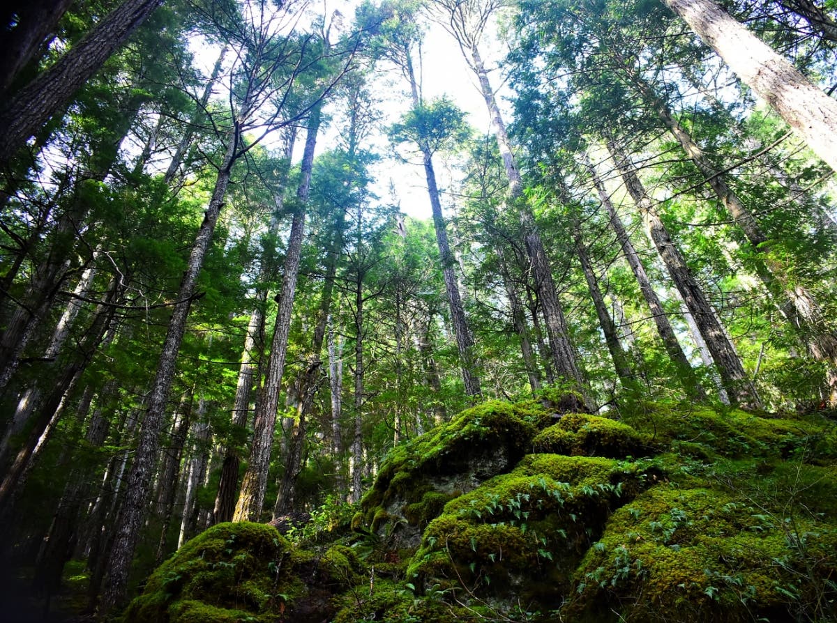 There are plenty of Earth Day events happening in Puget Sound in 2019. 