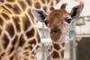 The zoo's new baby boy giraffe, born around 5 a.m. on May 2. 