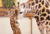 The zoo's new baby boy giraffe, born around 5 a.m. on May 2. 