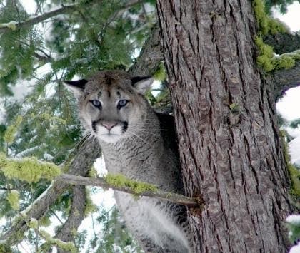 Cougars live all over Washington, and sometimes range have a range of as far as 150 miles. 