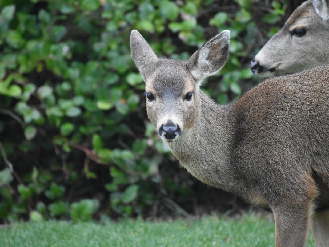 A close encounter with a deer in Ocean Shores in December 2018. 