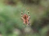A cross-orb weaver spider, usually found hanging out between tree branches near your house. 