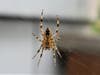 A cross-orb weaver spider, usually found hanging out between tree branches near your house. 