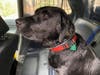 The rescued lab (named Blue) a little wet but safe after falling through ice in Ashland on Feb. 25. 