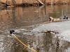 Ashland firefighters and police rescued a dog who fell through thin ice at the Ashland Reservoir on Feb. 25. 