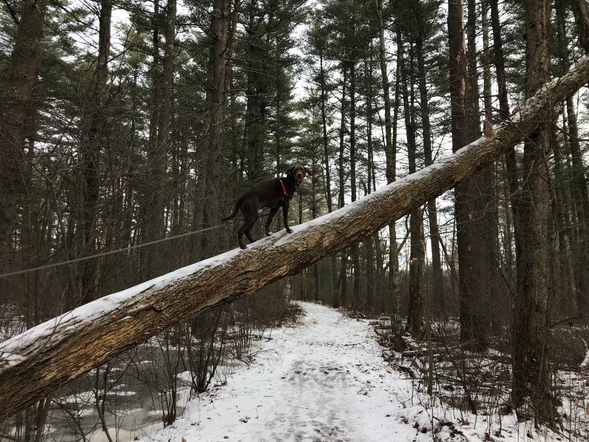 The Rocky Narrows area in Sherborn, which has reopened following a coronavirus closure. 
