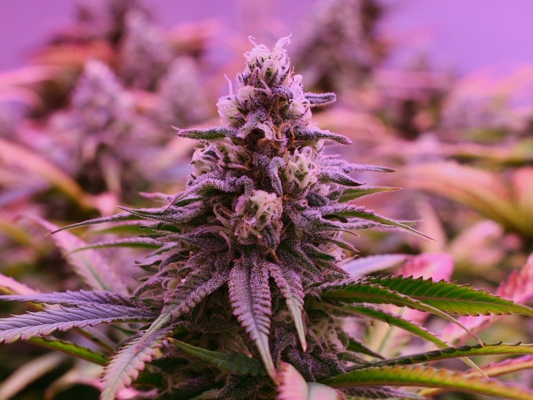 Diem Cannabis is planning to open its Worcester location along Grafton Street on June 12. 