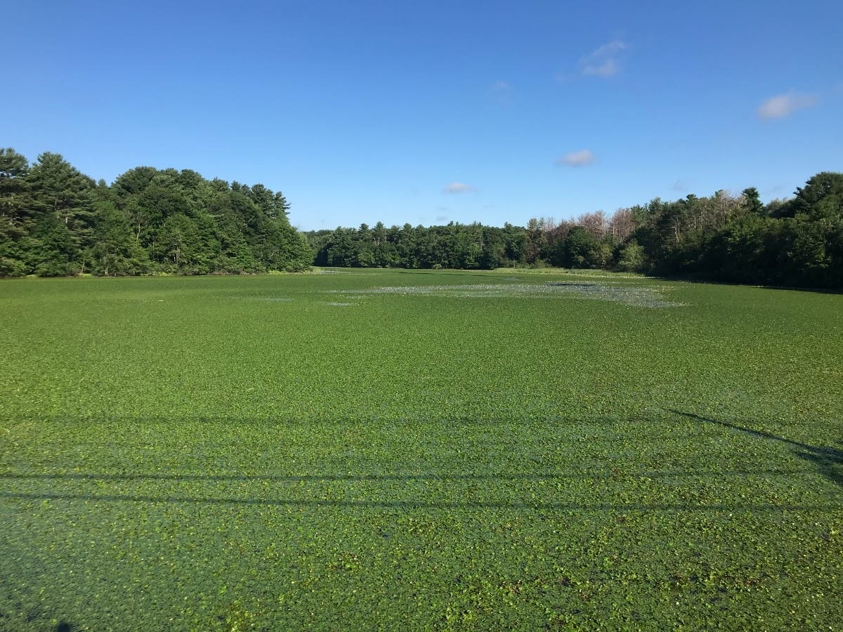 Covered in water chestnuts: A Stearns Reservoir pond north of Salem End Road just west of Temple Street. 