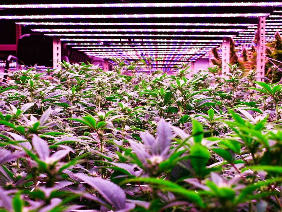 Four cannabis business finalists have been chosen to open in Natick. 