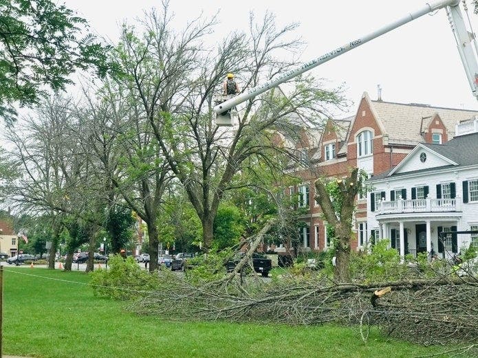 Ash trees along the Park Street side of the Natick Common being cut down on July 13.