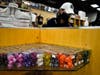 Employee Dave Reiv with an assortment of multi-sided gaming dice. 