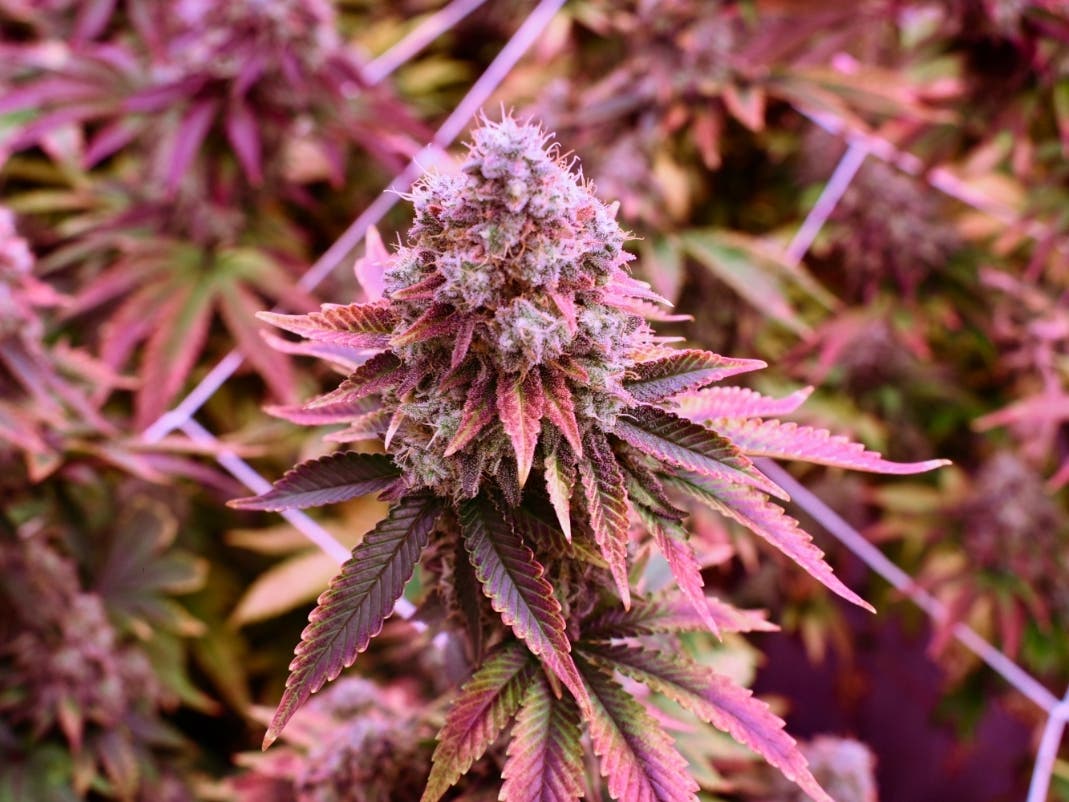 Natick's first recreational cannabis store may open in a plaza at 321 Speen St. 