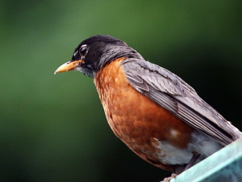 State wildlife officials are asking Massachusetts residents to remove bird feeders and bird baths to prevent the spread of a mystery disease affecting songbirds along the East Coast. 