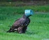 Ashland wildlife photographer captured a young bald eagle playing a with a flower planter in the Boston area recently.