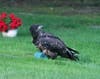 Here's the young bald eagle after coming out from under the flower bucket. 
