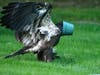 Ashland wildlife photographer captured a young bald eagle playing a with a flower planter in the Boston area recently.