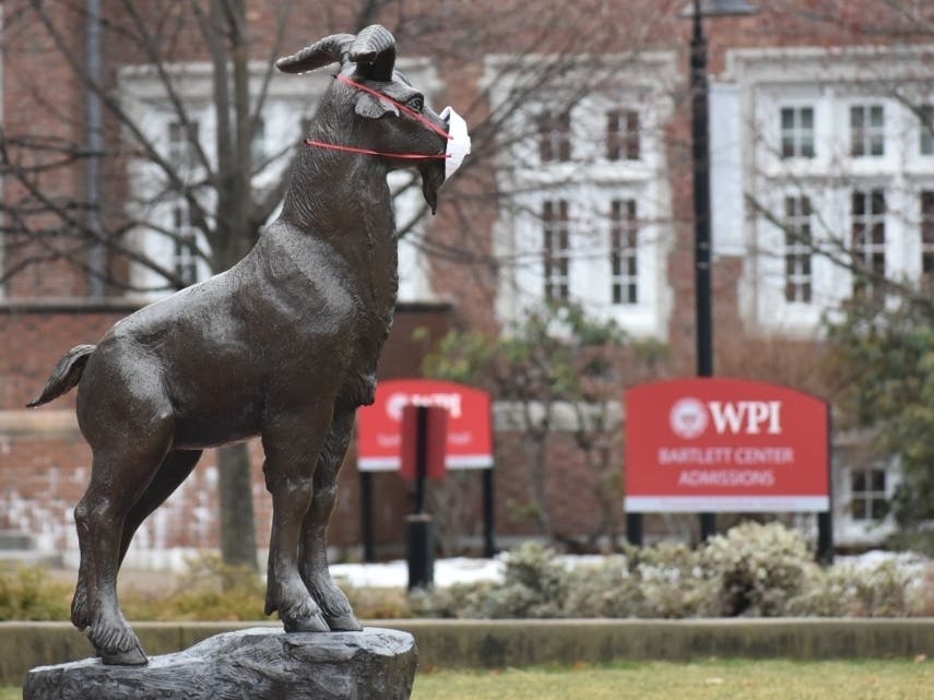 The Worcester Polytechnic Institute mascot Gompei the goat wearing an N95 mask at the beginning of the pandemic in 2020. 