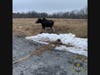 A 600-pound cow moose was captured in Marlborough on Tuesday. Environmental police released it in northern Worcester County. 
