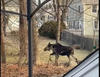 Marlborough resident Lindsay Alers caught the moose on video in the Church Street area. 