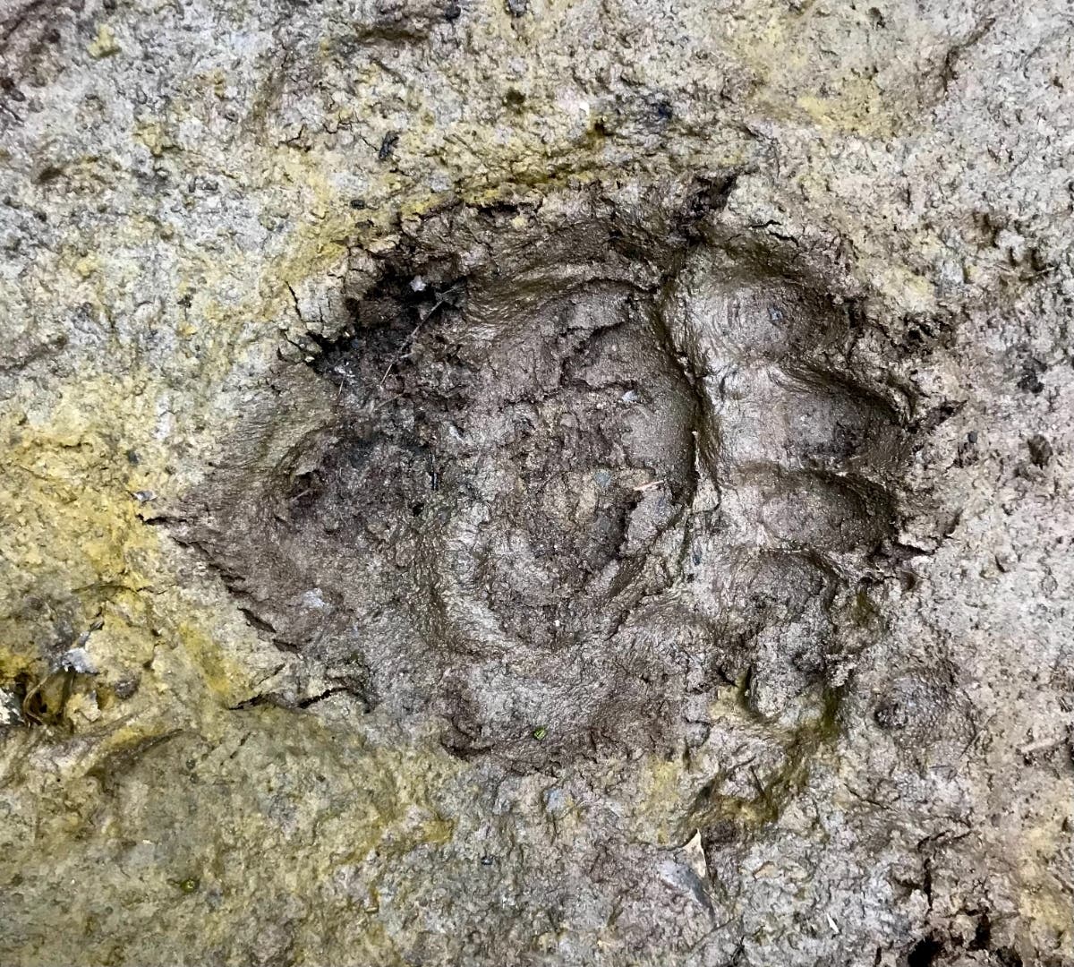 A black bear print along a muddy trail near Shelburne Falls. 