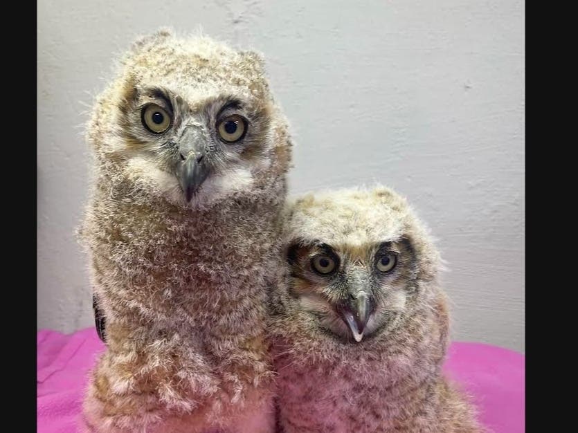 The Westborough owlet (r) with its new friend. The birds were released to a foster nest this week. 