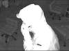 Westborough police released surveillance images of the intruders associated with a recent string of burglaries.
