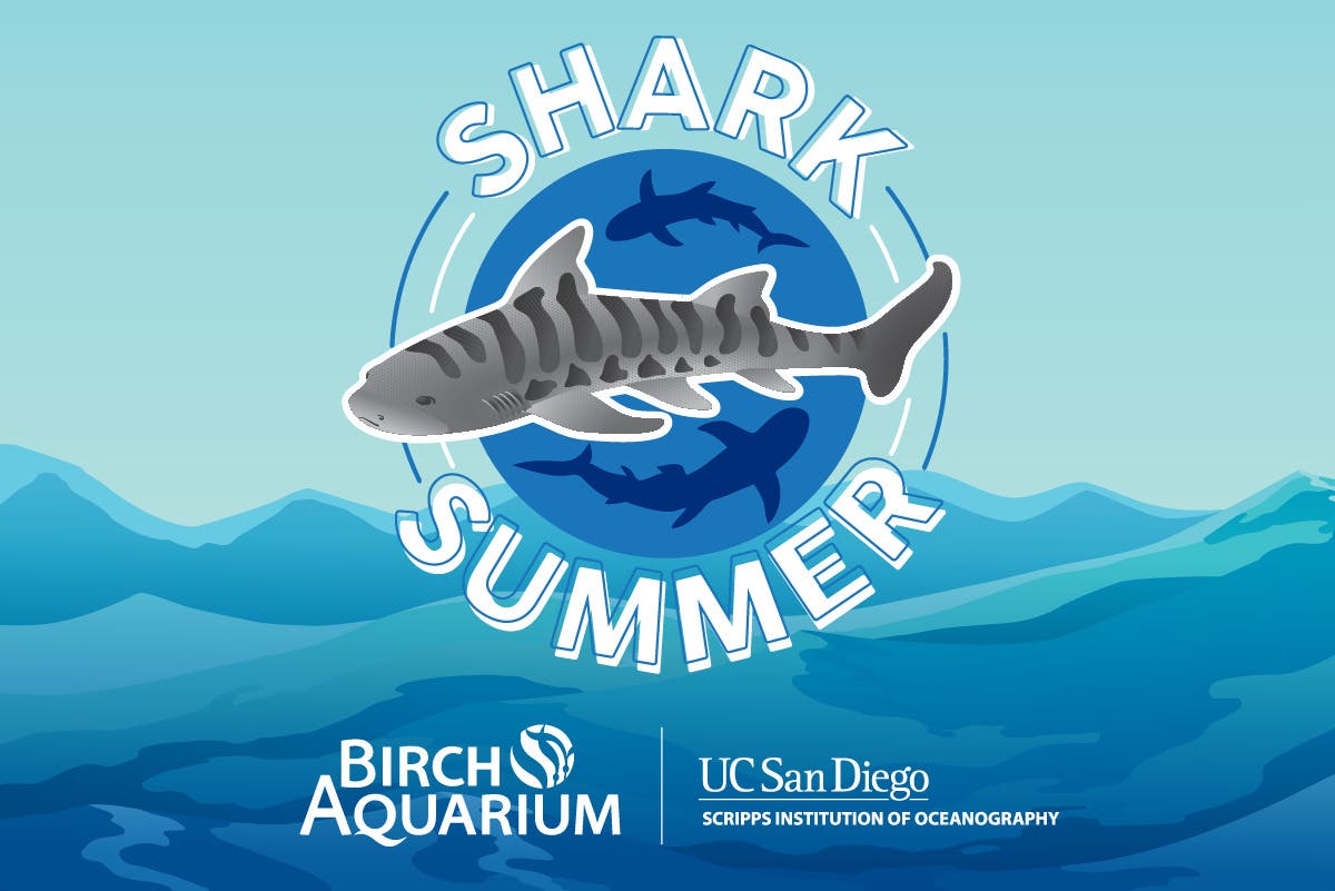 Shark Summer