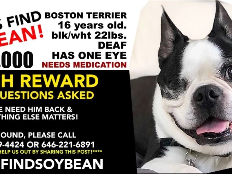 one eyed boston terrier