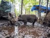 Pot-bellied pigs who were rescued from a location in Duplin County, NC (pictured at the location from which the rescue took place) by "Operation NC Freedom," a coalition of rescues that has joined together to save the precious pigs.