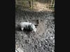 Pot-bellied pig who was rescued from a location in Duplin County, NC (pictured at the location from which the rescue took place) by "Operation NC Freedom," a coalition of rescues that has joined together to save the precious pigs.