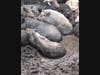 Pot-bellied pigs rescued from a location in Duplin County, NC (pictured at the location from which the rescue took place) by "Operation NC Freedom," a coalition of rescues that has joined together to save the precious pigs.
