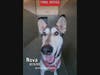 Nova urgently seeking a loving, kind foster home at Carson / Gardena Animal Care Center A5743995