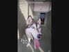 This is Zeus he is a Siberian Husky who wants to live his beautiful life ahead at Carson/ Gardena Shelter, call them today and reach out to the link provided in the article A5741787
