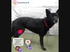 Sweet beautiful Sadie. At Devore, San Bernardino shelter - foster / rescue A835133  needs foster and rescue, needs a great loving foster home today! kind dog who is quiet