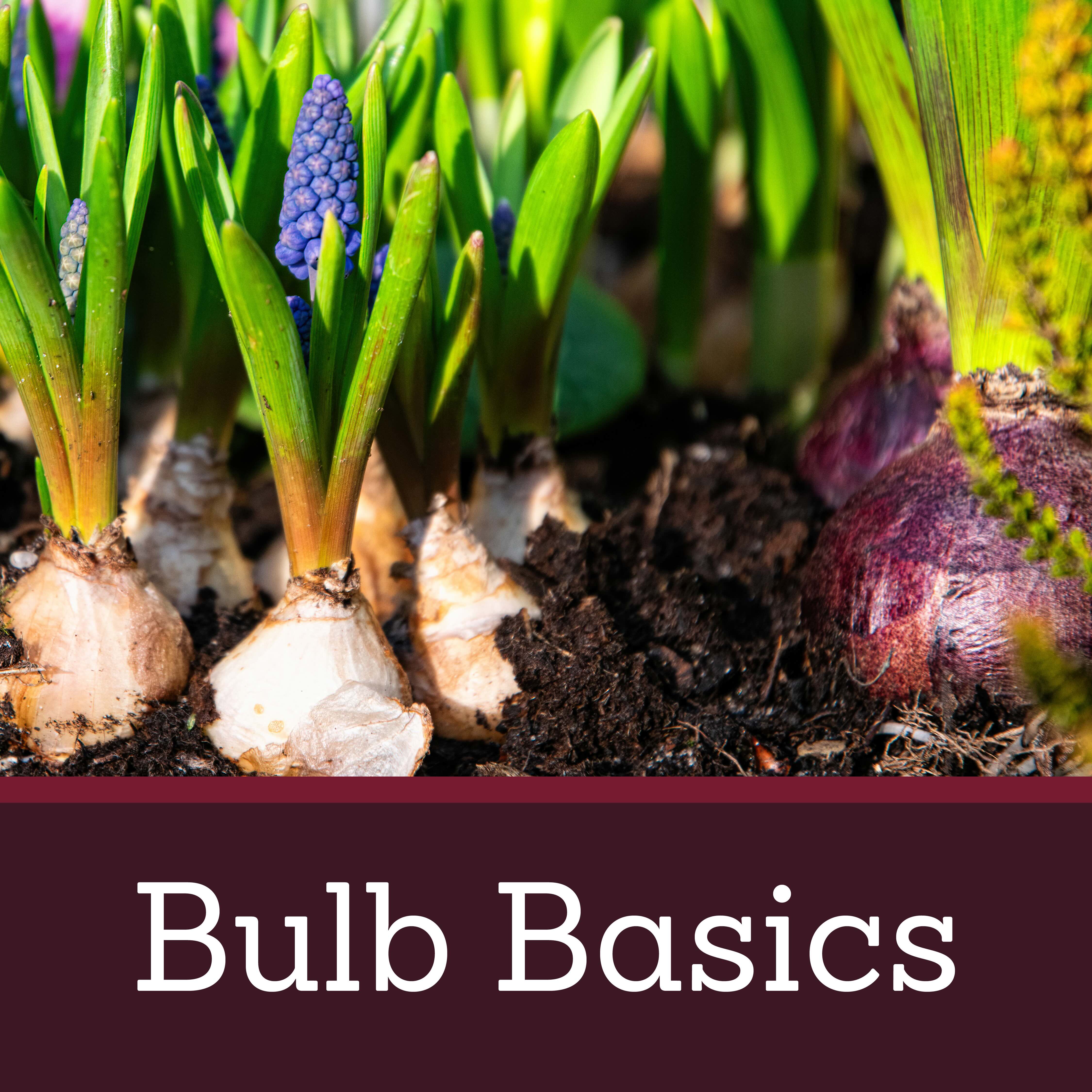 Bulb Basics