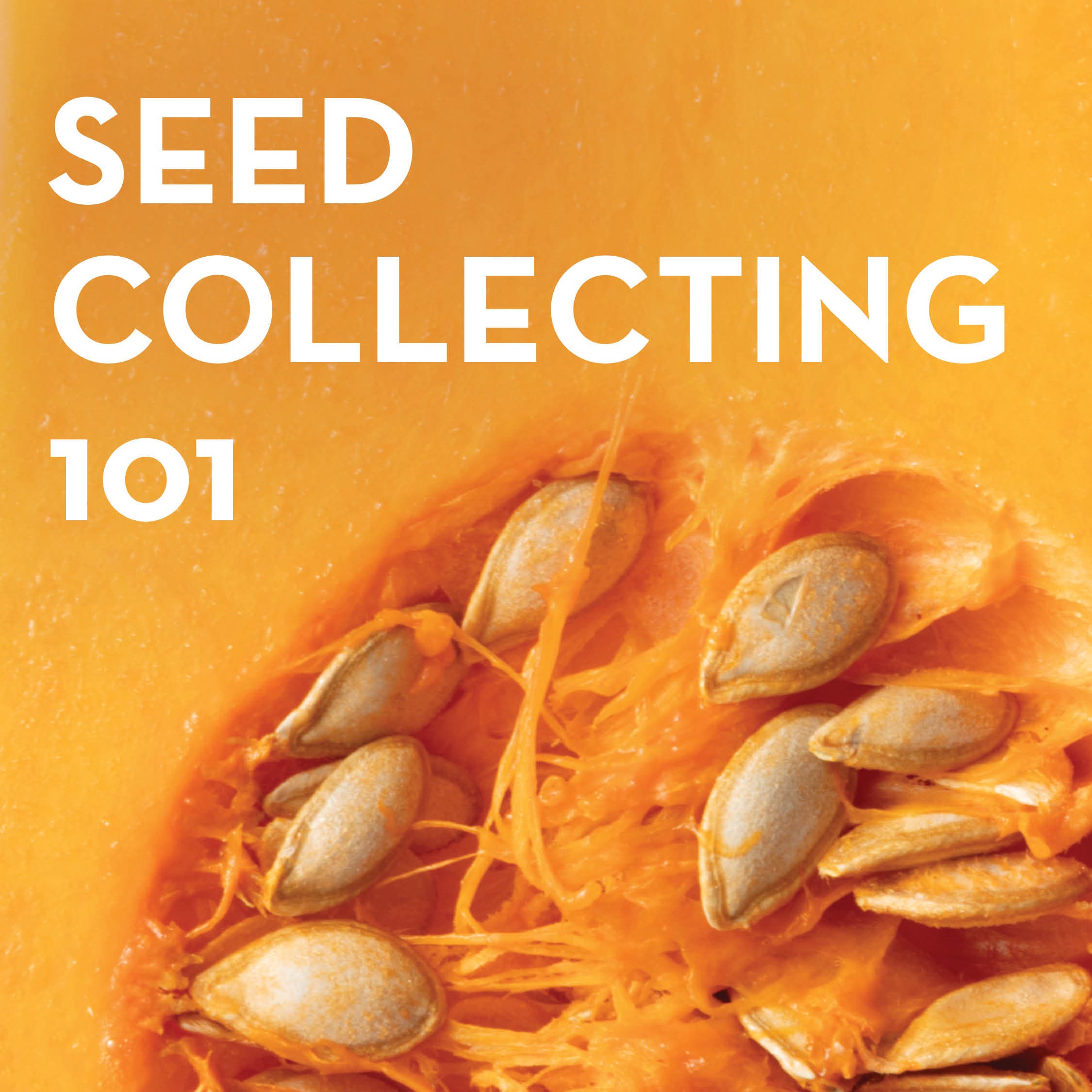 Seed Collecting 101