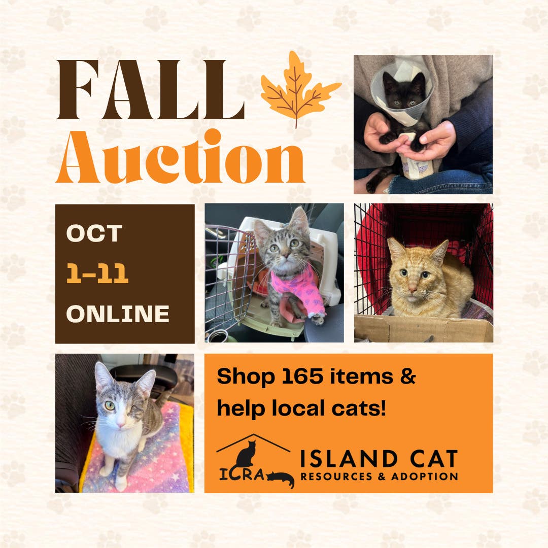 Island Cat Online Auction