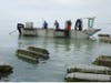 Oyster farming