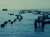 Oyster farming