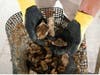 Oyster farming