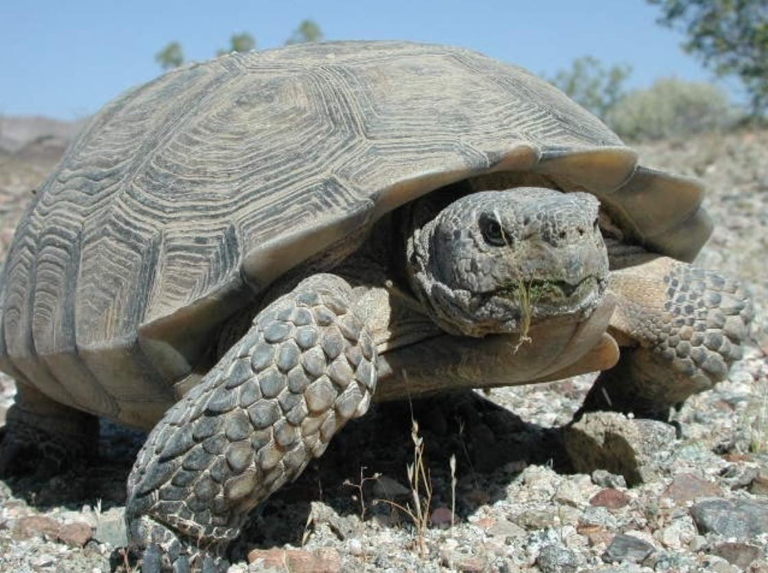 Endangered Animals of the Monument: Randall Henderson Interpretative Hike