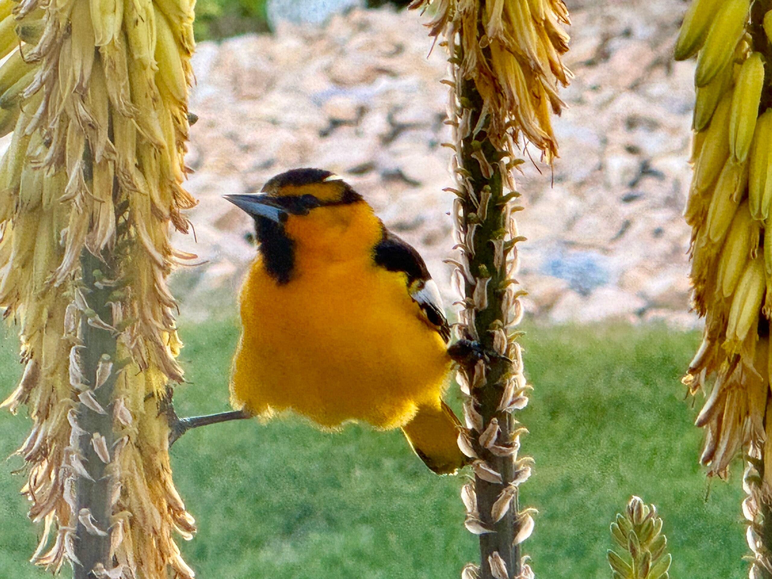 Birding Walk-About, Desert Willow