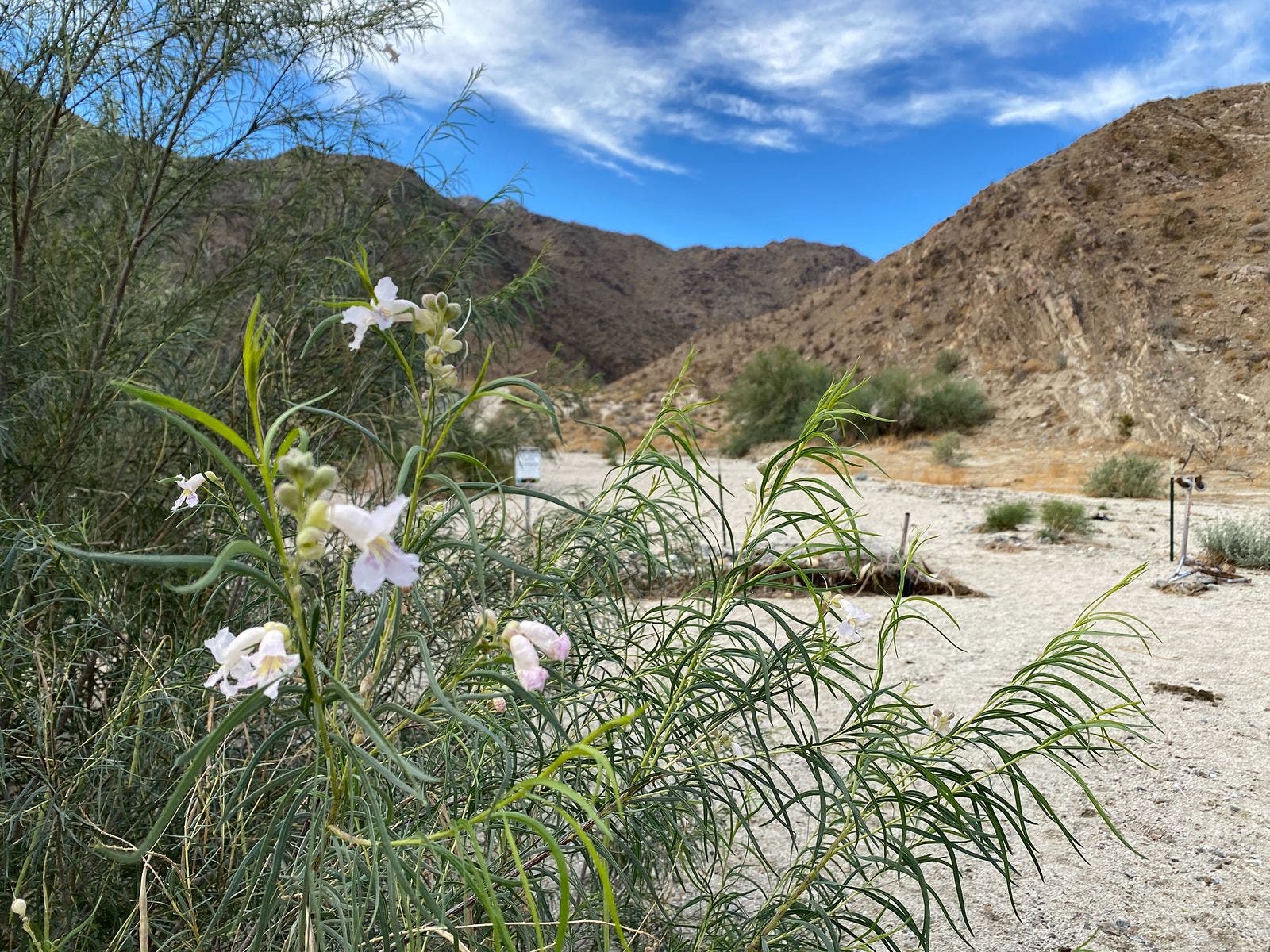 Dead Indian Canyon to the Oasis Hike