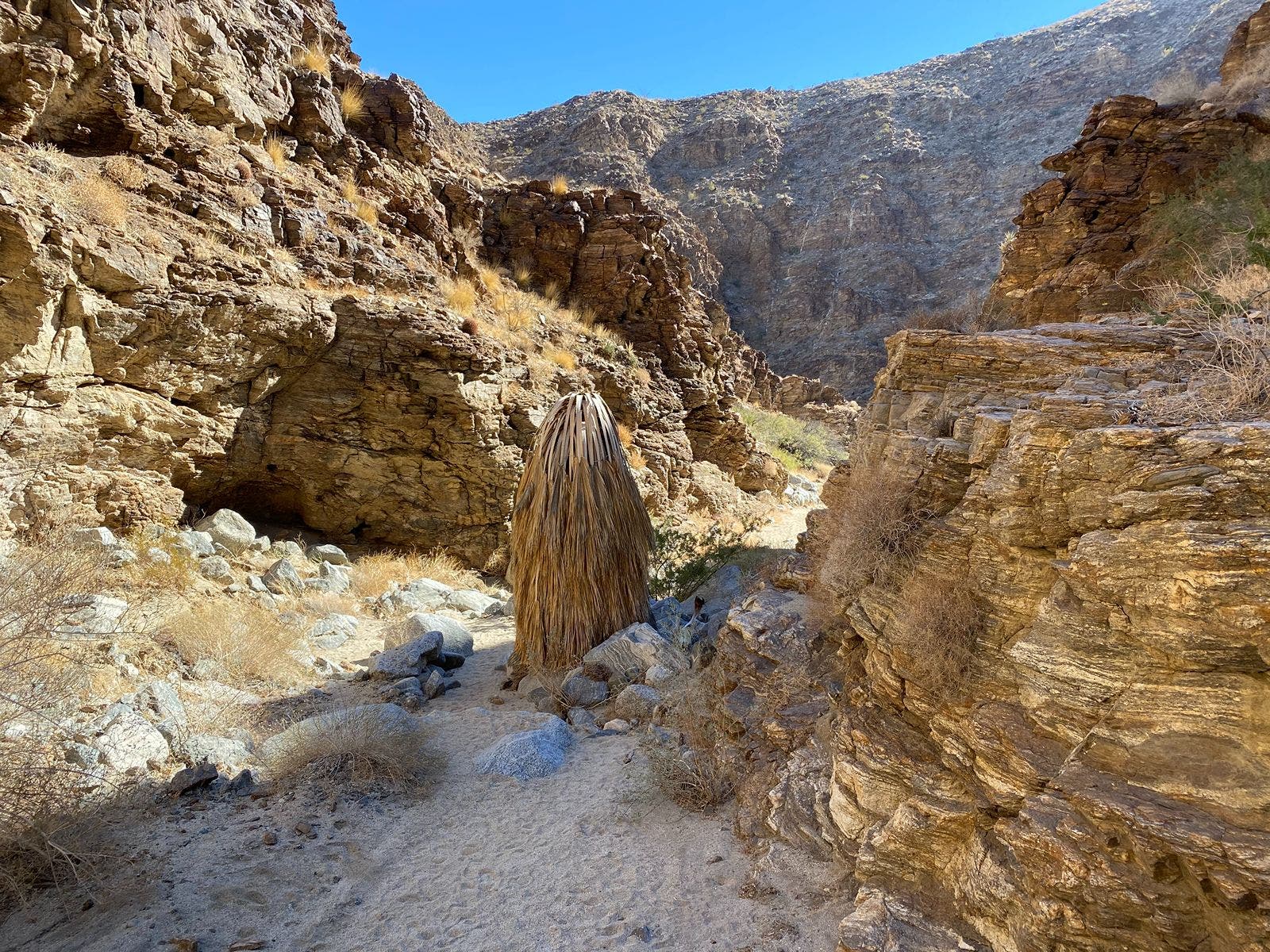 Carrizo Canyon Hike
