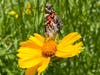 An American lady butterfly on a lanceleaf coreopsis bloom in the new pollinator garden at the Henry Whitfield State Museum