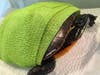 A recovering painted turtle in the care of Turtle Haven