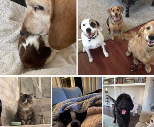 Pet Sitting in my Home Cumming, GA Patch