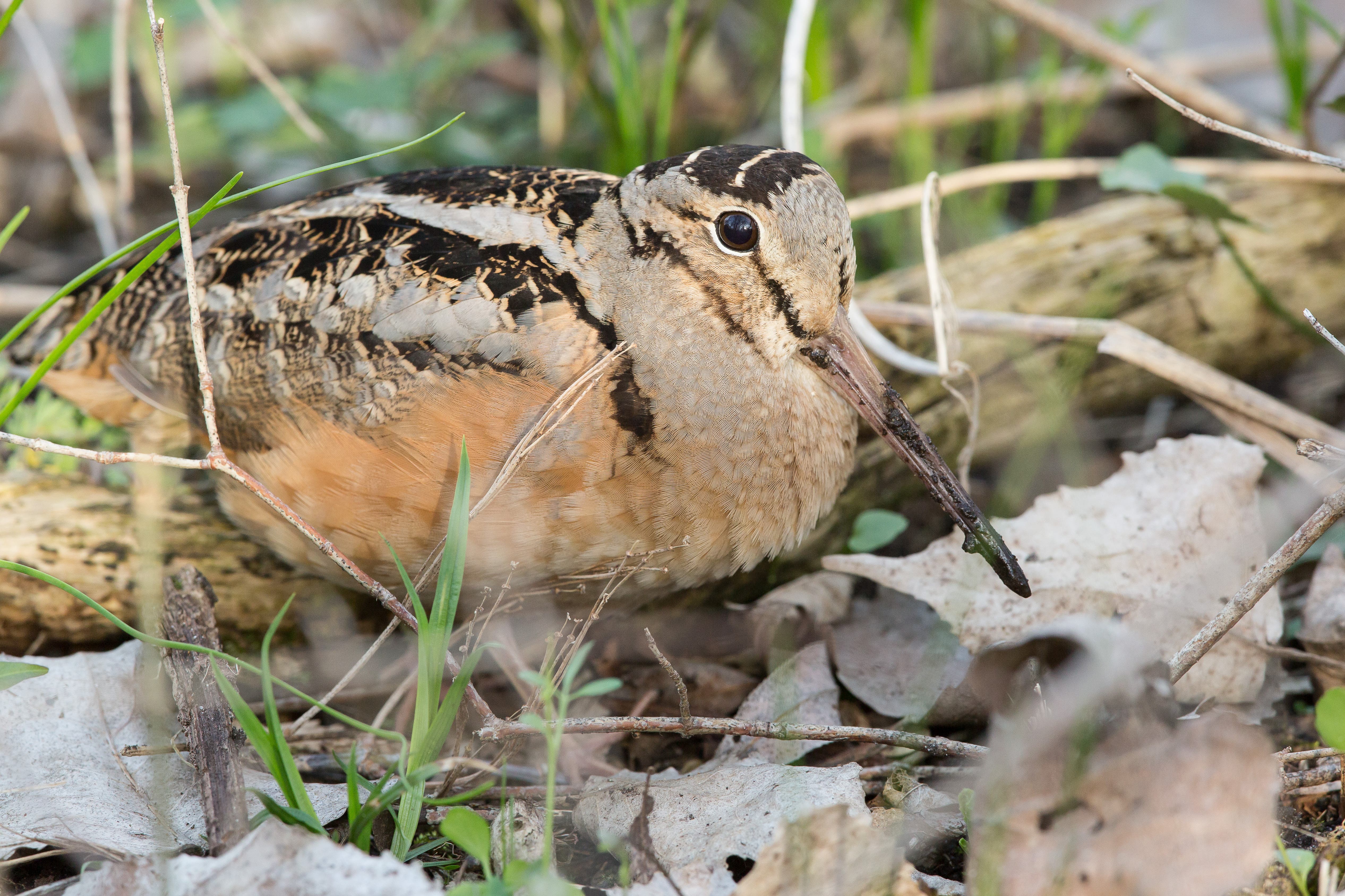 Woodcock Watch